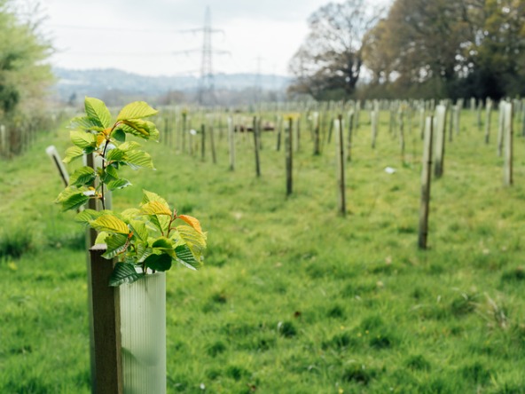 Tree nursery